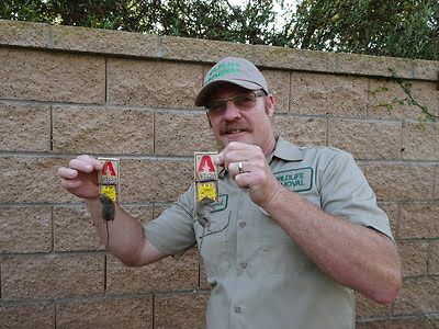 rodent trapping