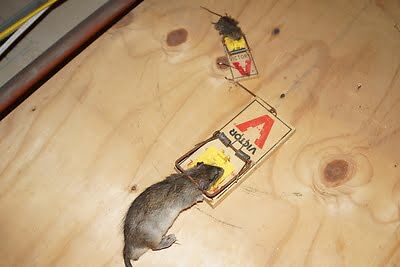 rodent trapping